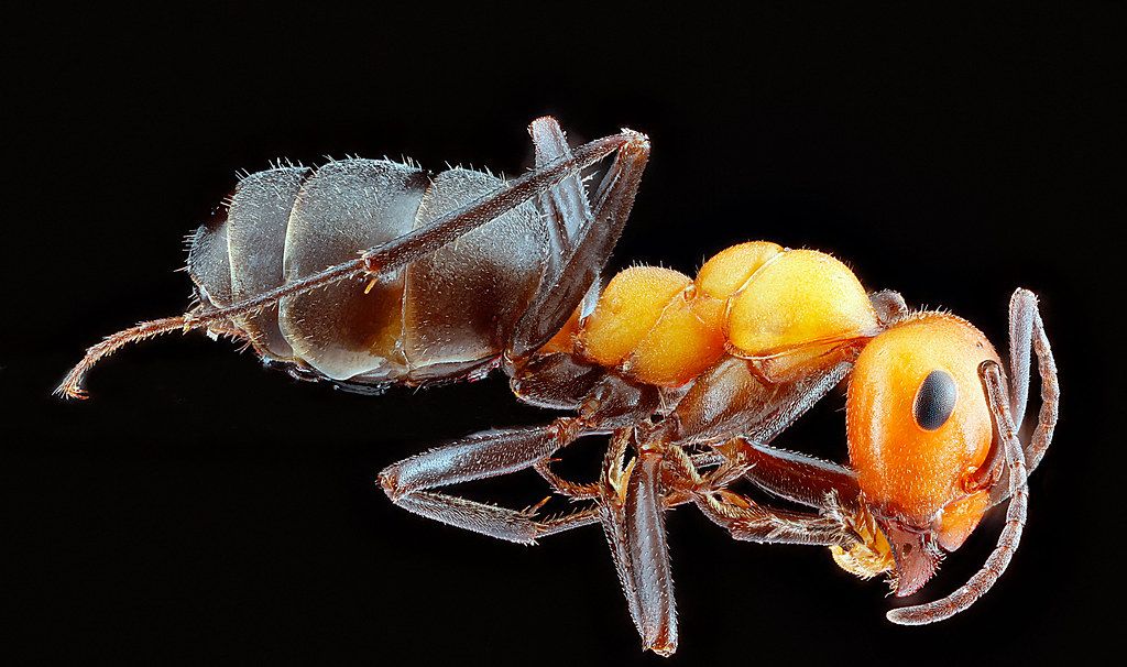 Ant Control service in Cambridge, MA
