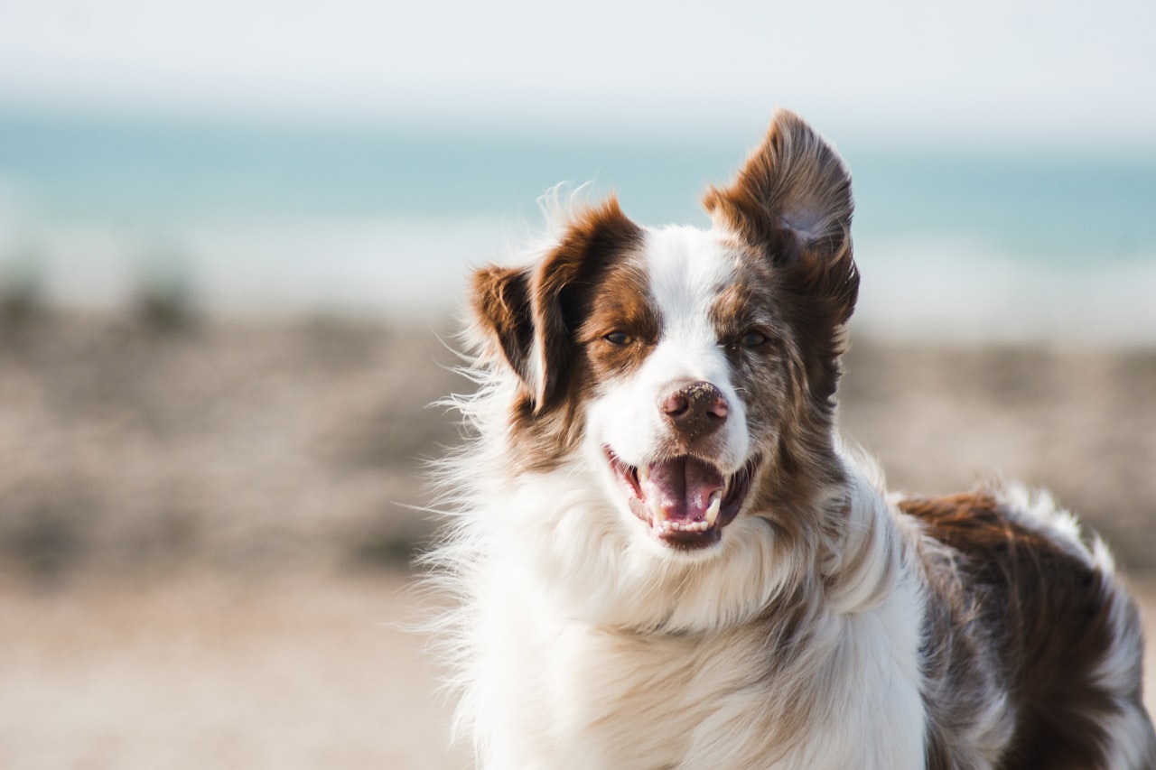 Flea & Tick Control service in Cambridge, MA