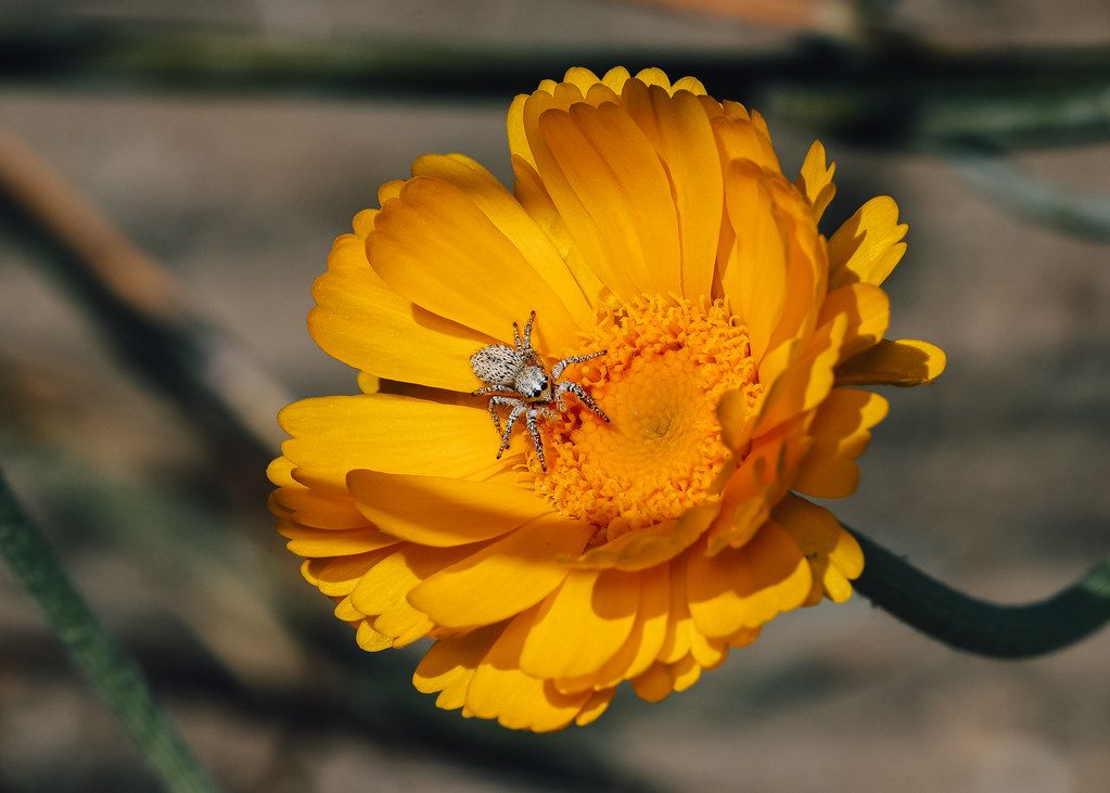 Spider Control service in Cambridge, MA